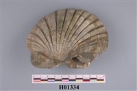 藏品(海扇)的圖片